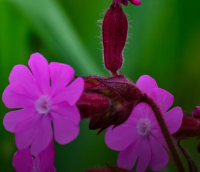 IVN Bloeiende planten